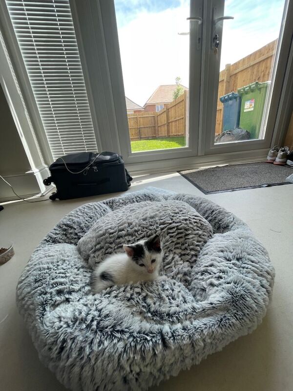 British Shorthair kittens for sale in Leicester, Leicestershire – 8 months old - Image 4 of 4