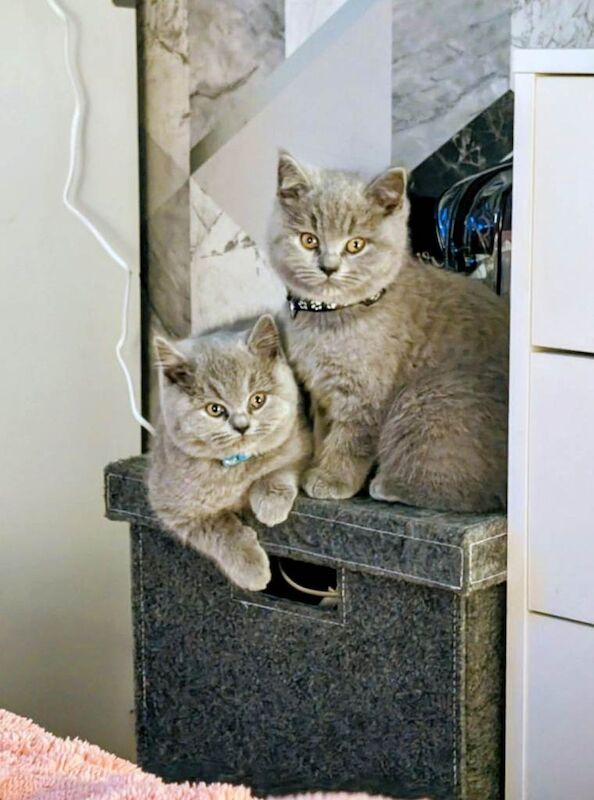 British Shorthair kittens for sale in Oldham, Manchester – 4 months old