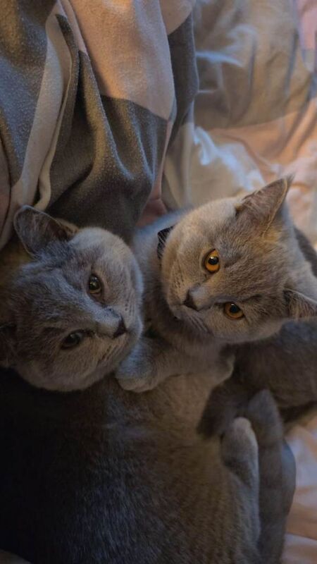 British Shorthair kittens for sale in Oldham, Manchester – 4 months old - Image 2 of 4