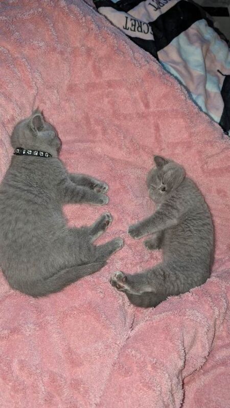 British Shorthair kittens for sale in Oldham, Manchester – 4 months old - Image 3 of 4