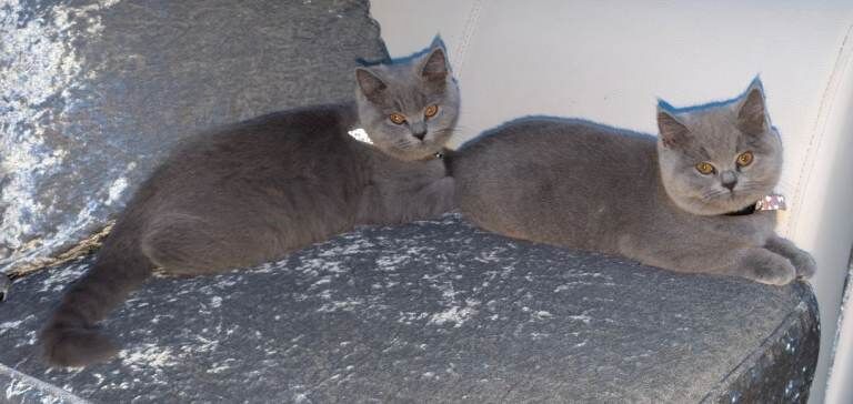 British Shorthair kittens for sale in Oldham, Manchester – 4 months old - Image 4 of 4