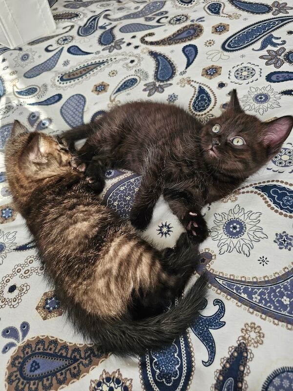 British Shorthair kittens for sale in Acton, Greater London – 7 weeks old