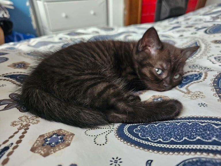 British Shorthair kittens for sale in Acton, Greater London – 7 weeks old - Image 2 of 3