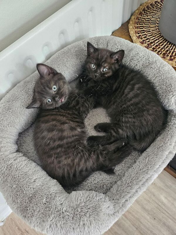 British Shorthair kittens for sale in Acton, Greater London – 7 weeks old - Image 3 of 3