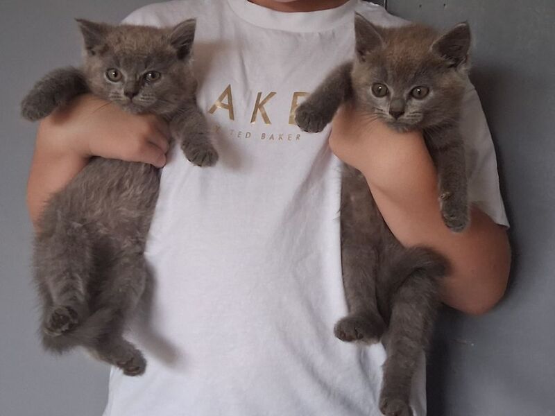 British Shorthair kittens for sale in Colchester, Essex – 10 weeks old
