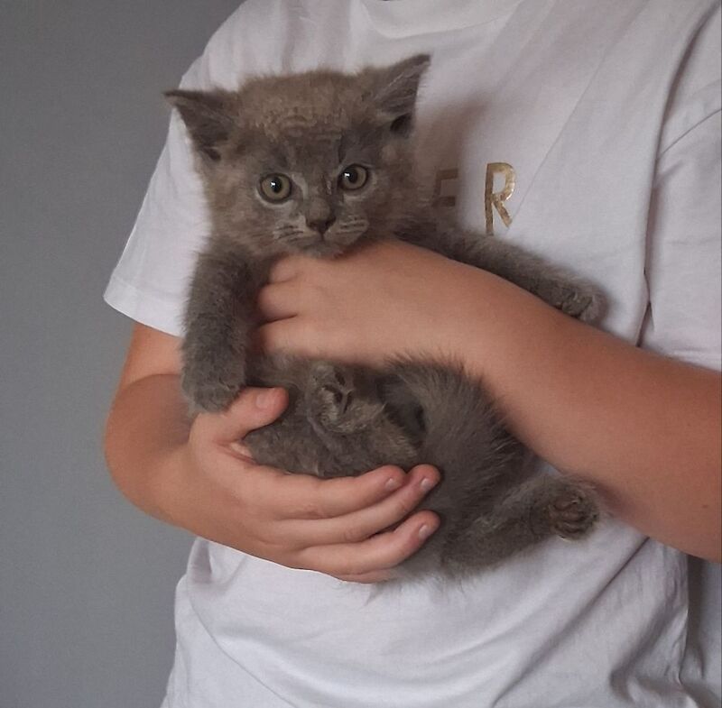 British Shorthair kittens for sale in Colchester, Essex – 10 weeks old - Image 2 of 10