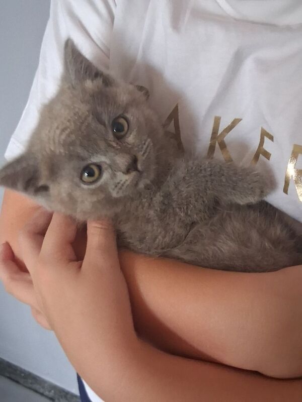 British Shorthair kittens for sale in Colchester, Essex – 10 weeks old - Image 3 of 10