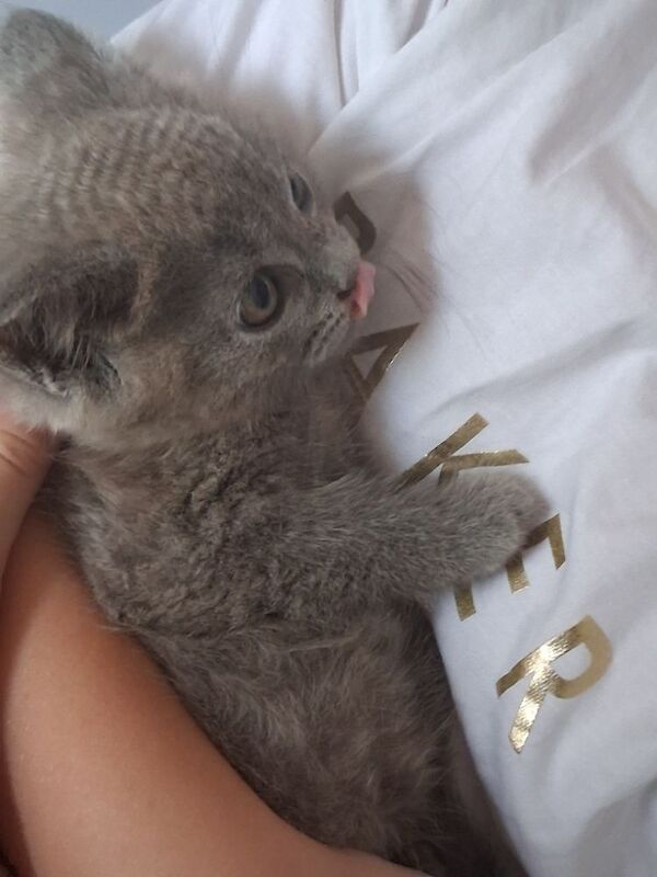 British Shorthair kittens for sale in Colchester, Essex – 10 weeks old - Image 4 of 10