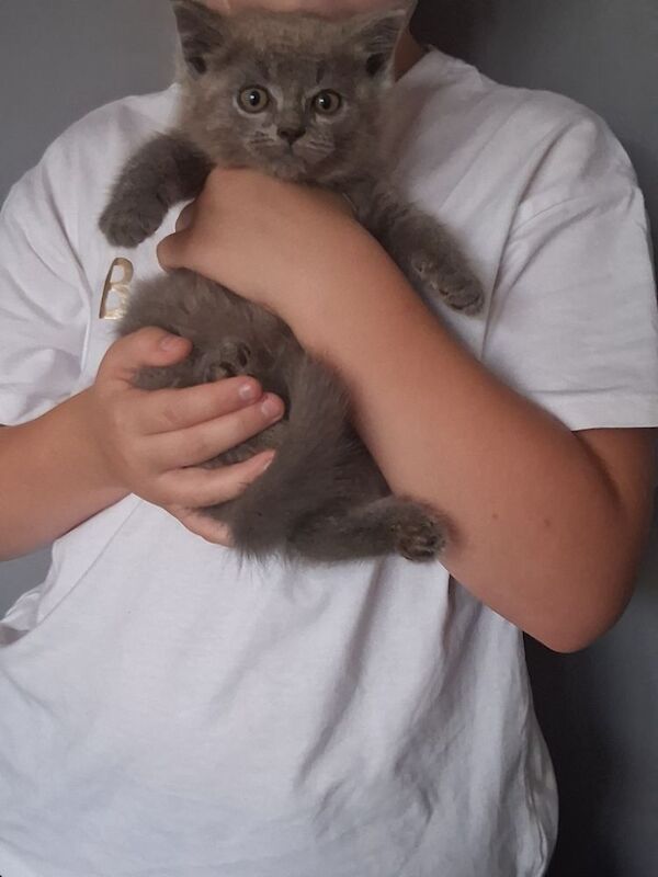 British Shorthair kittens for sale in Colchester, Essex – 10 weeks old - Image 5 of 10