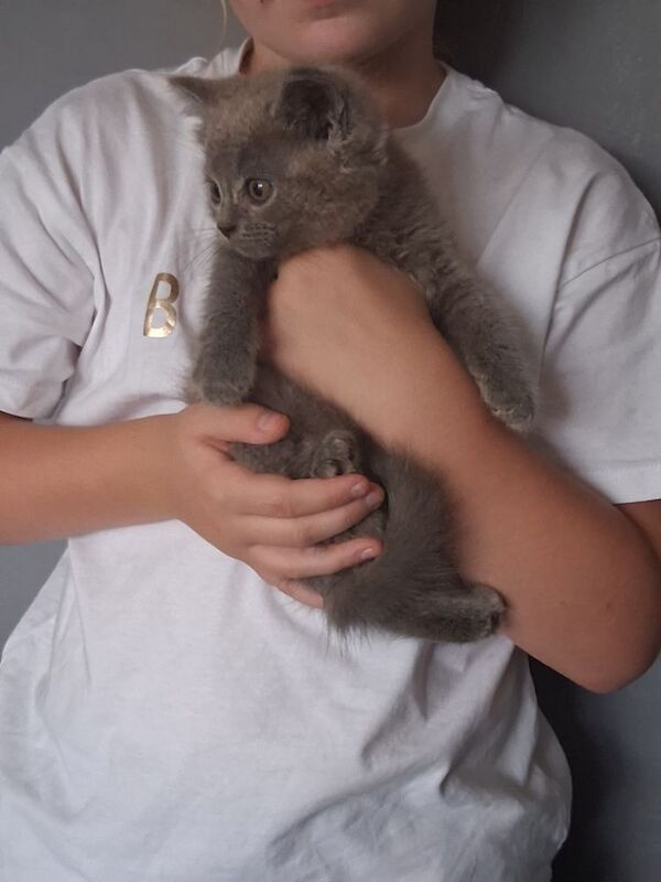 British Shorthair kittens for sale in Colchester, Essex – 10 weeks old - Image 6 of 10