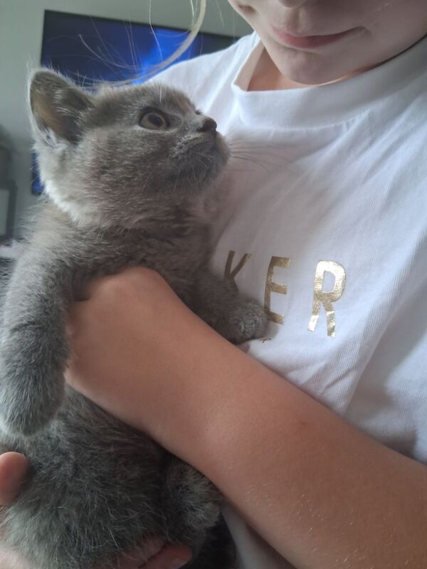 British Shorthair kittens for sale in Colchester, Essex – 10 weeks old - Image 7 of 10