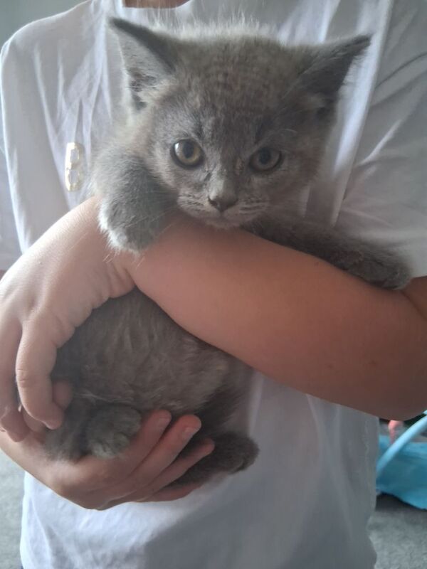British Shorthair kittens for sale in Colchester, Essex – 10 weeks old - Image 8 of 10