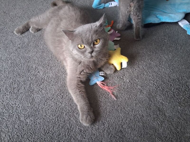 British Shorthair kittens for sale in Colchester, Essex – 10 weeks old - Image 10 of 10