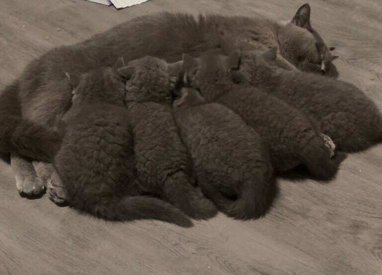 Chunky blue british shorthair kittens