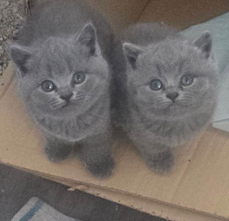 Chunky blue british shorthair kittens - Image 2 of 6