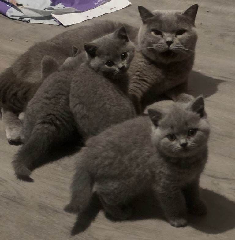 Chunky blue british shorthair kittens - Image 3 of 6