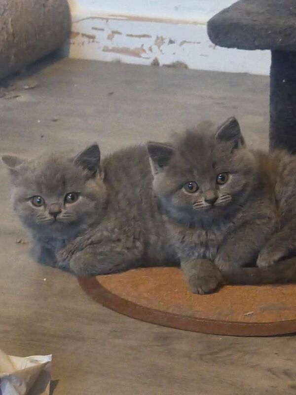 Chunky blue british shorthair kittens - Image 4 of 6