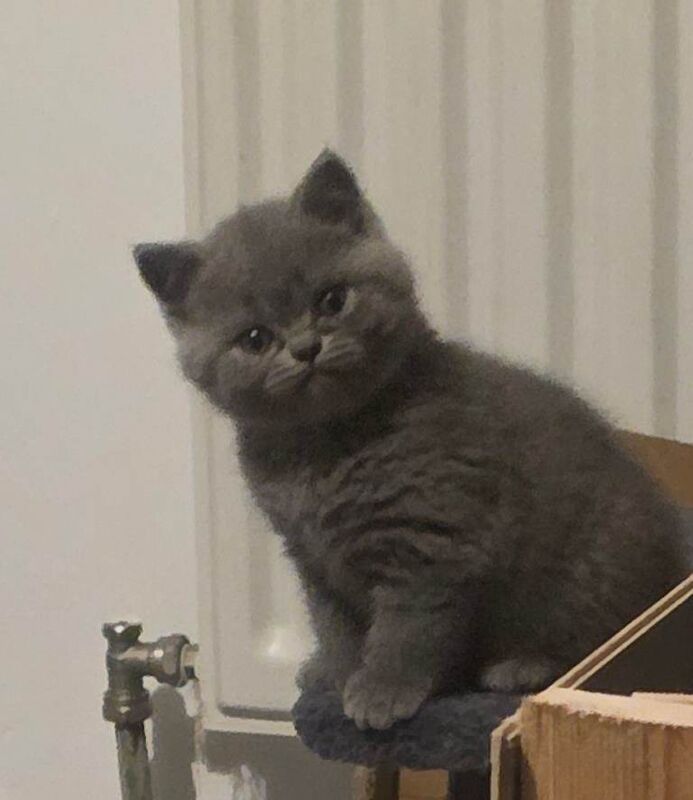 Chunky blue british shorthair kittens - Image 5 of 6