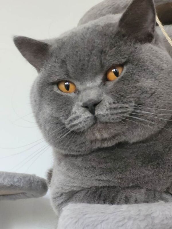 Chunky blue british shorthair kittens - Image 6 of 6