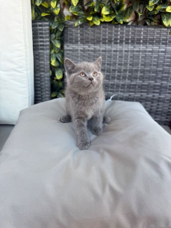 Chunky British short hair kittens ready now!