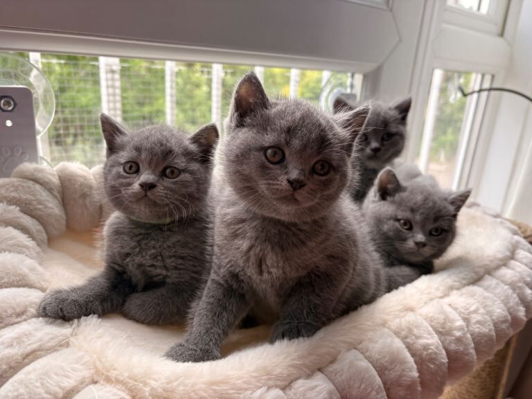 British Shorthair Kittens For Sale