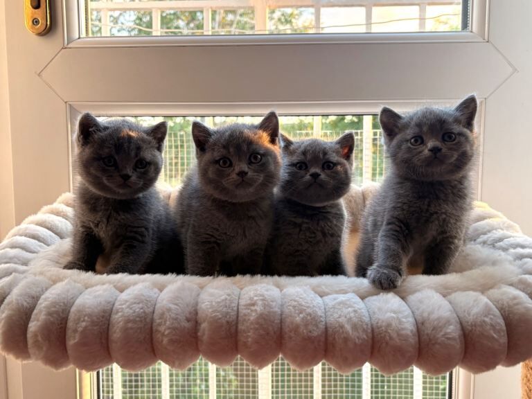 Chunky British Shorthair Kittens - Image 2 of 5