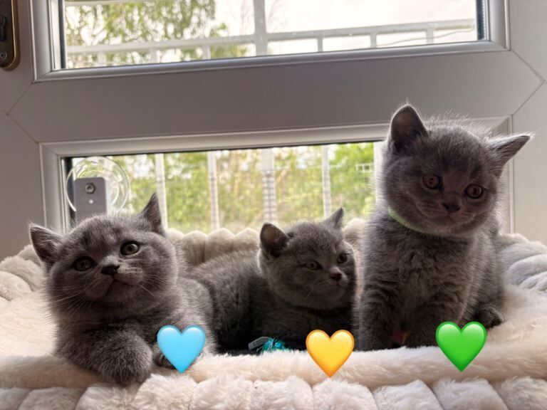 Chunky British Shorthair Kittens - Image 3 of 5