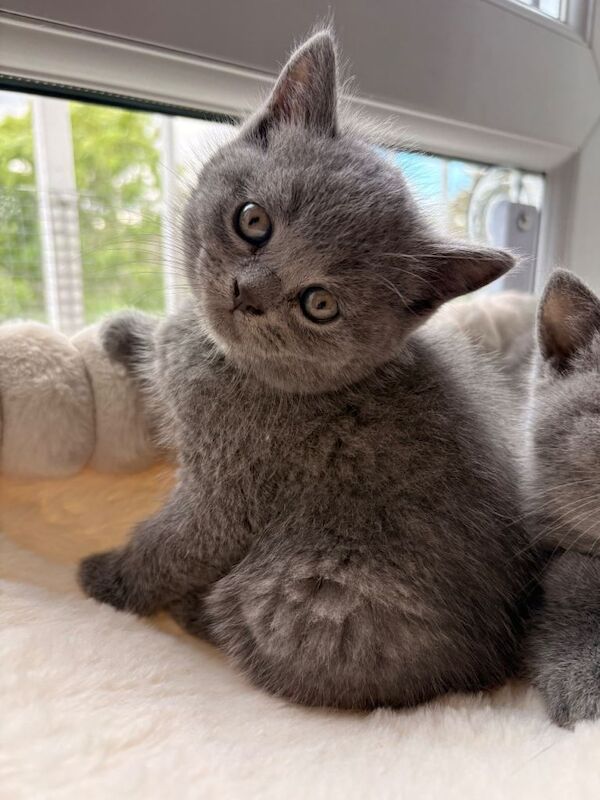 Chunky British Shorthair Kittens - Image 4 of 5