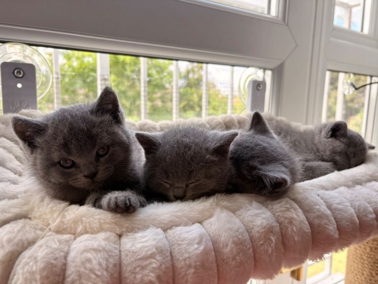 Chunky British Shorthair Kittens - Image 5 of 5