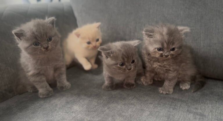 British Shorthair kittens for sale in Burnage, Greater Manchester – 4 weeks old