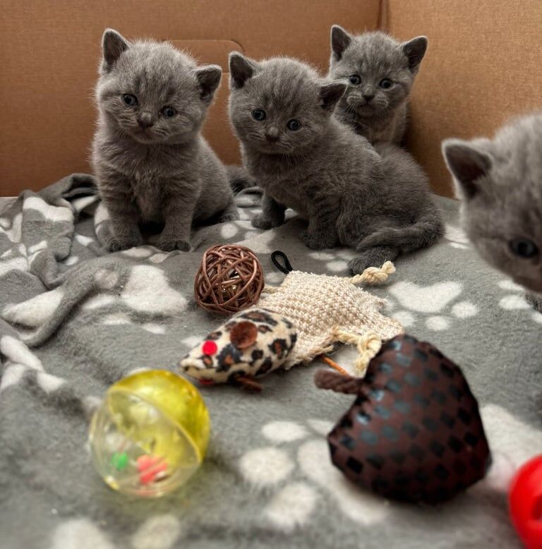 British Shorthair kittens for sale in Gosport, Hampshire – 9 weeks old