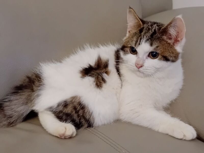 Chunky BSH Kittens for sale in Colchester, Essex | Image 2
