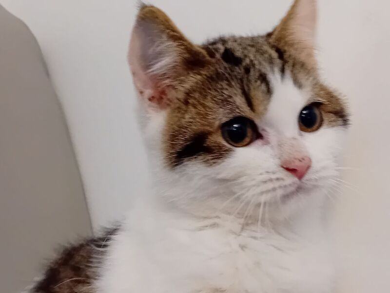 Chunky BSH Kittens for sale in Colchester, Essex | Image 3