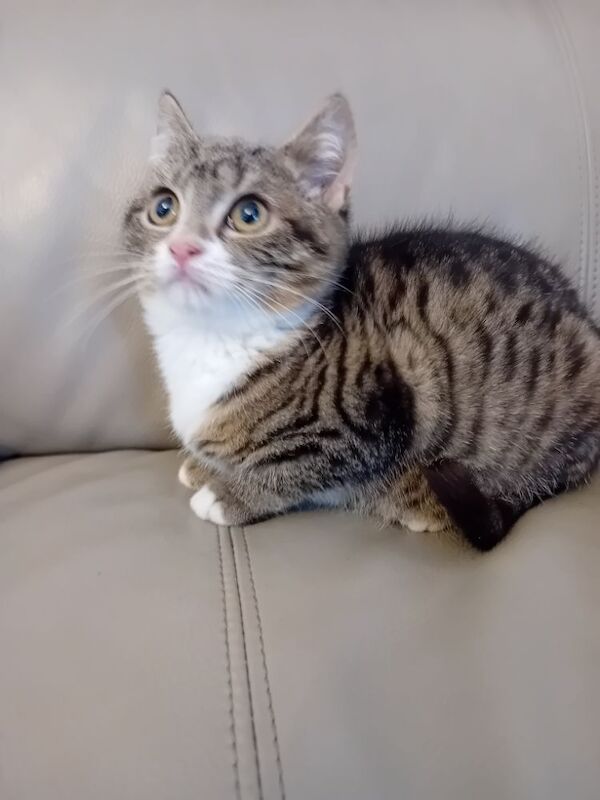 Chunky BSH Kittens for sale in Colchester, Essex | Image 4