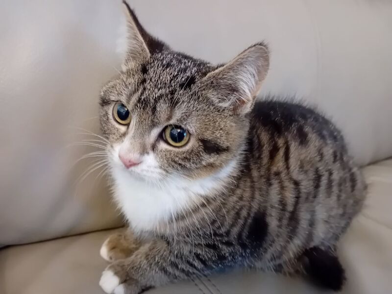 British Shorthair kittens for sale in Colchester, Essex – 1 year old - Image 5 of 6