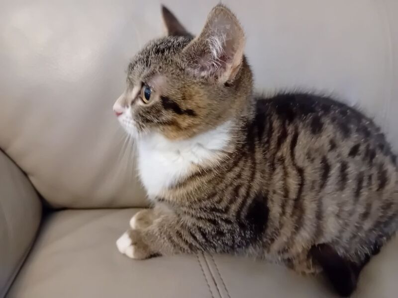 British Shorthair kittens for sale in Colchester, Essex – 1 year old - Image 6 of 6