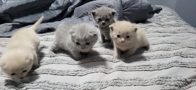 British Shorthair kittens for sale in Sale, Greater Manchester – 3 weeks old