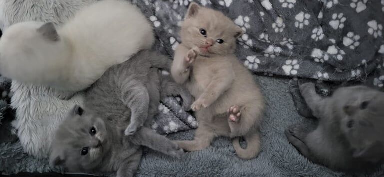 British Shorthair kittens for sale in Sale, Greater Manchester – 3 weeks old - Image 2 of 3