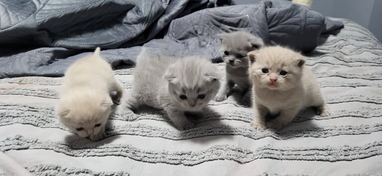 British Shorthair kittens for sale in Sale, Greater Manchester – 3 weeks old - Image 3 of 3