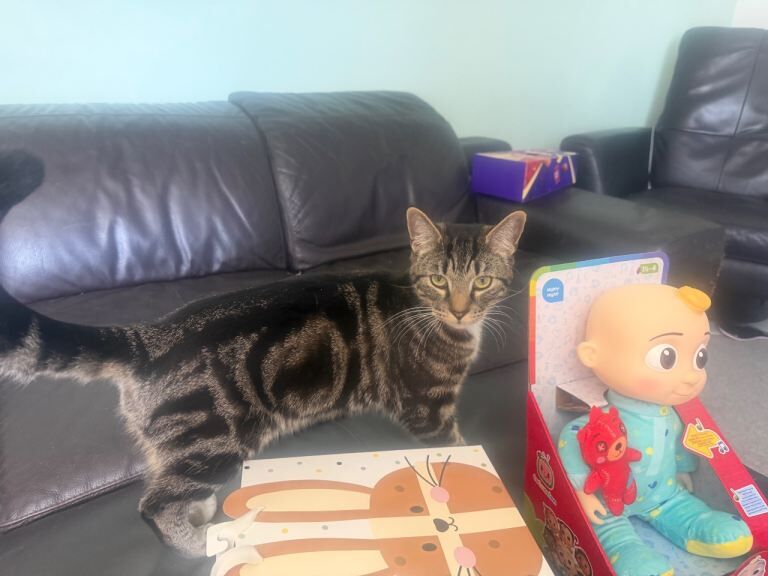 Coco & Teddy cats for rehoming - Image 3 of 3