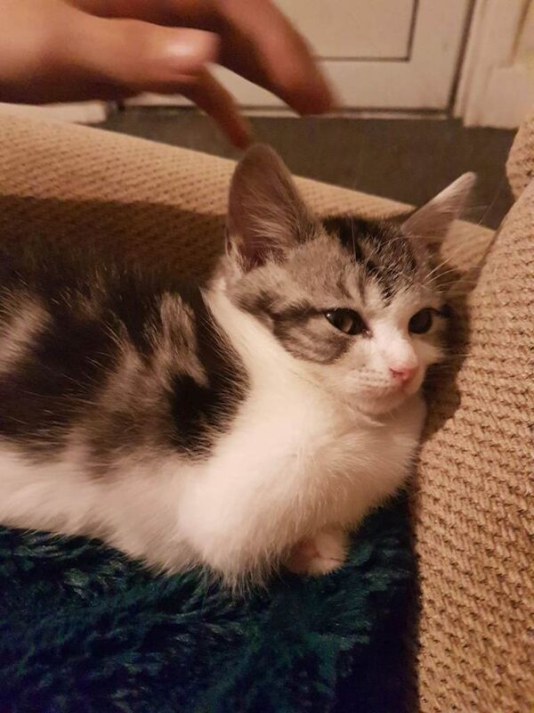 British Shorthair kittens for sale in Rainham, Greater London – 3 years old