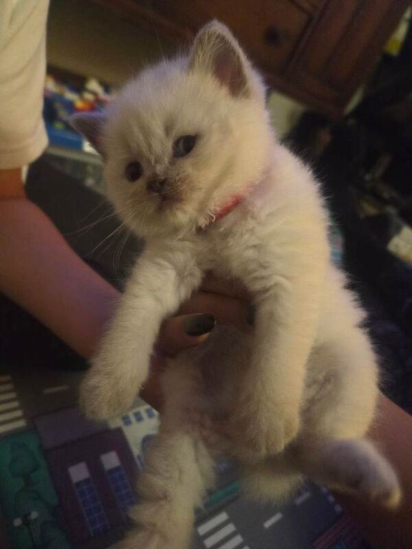 British Shorthair Kittens For Sale