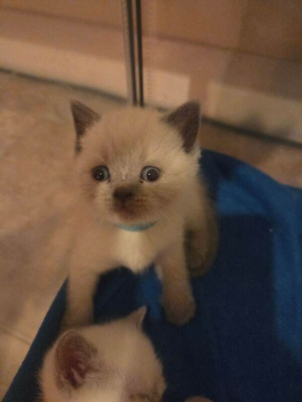 Colour point kittens - Image 2 of 5