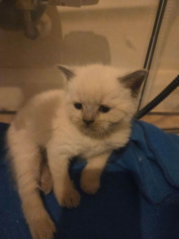 Colour point kittens - Image 3 of 5