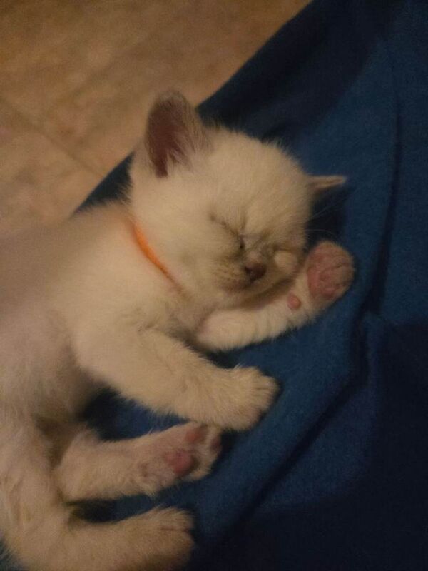 Colour point kittens - Image 4 of 5