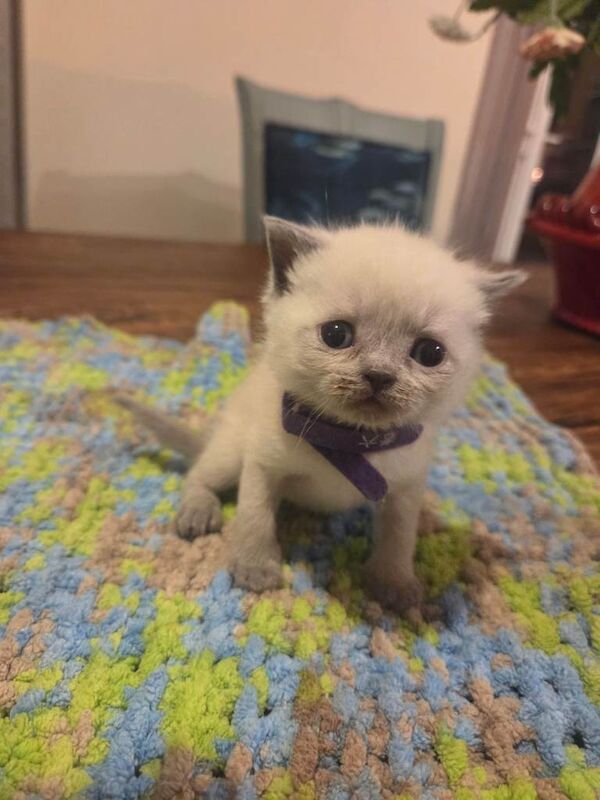 Colour point kittens - Image 5 of 5