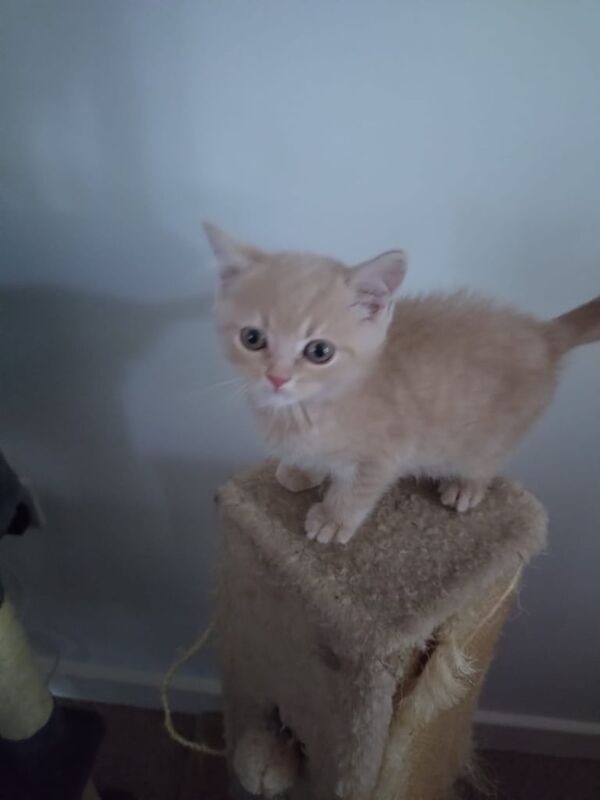 British Shorthair kittens for sale in Biggleswade, Bedfordshire – 3 months old