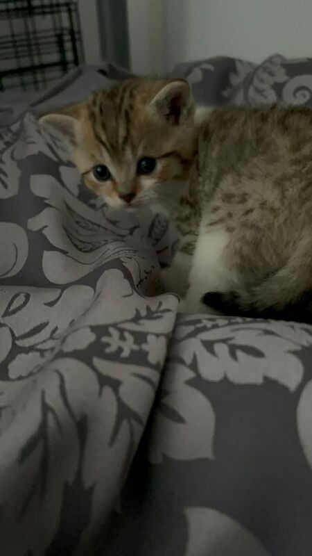British Shorthair kittens for sale in Handsworth, West Midlands – 8 weeks old