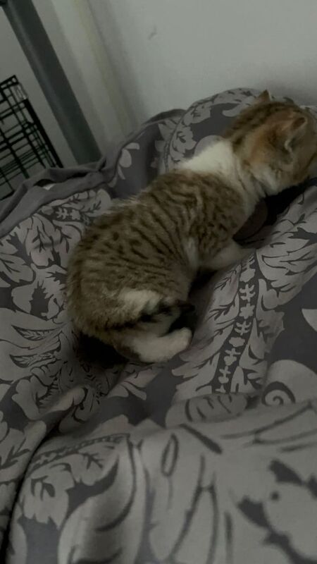 British Shorthair kittens for sale in Handsworth, West Midlands – 8 weeks old - Image 2 of 3