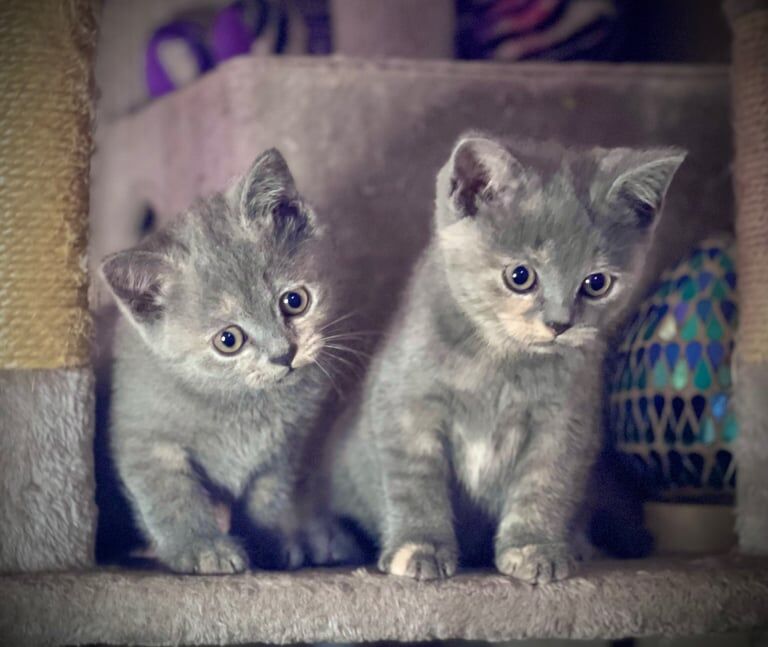 British Shorthair kittens for sale in Hemel Hempstead, Hertfordshire – 9 weeks old